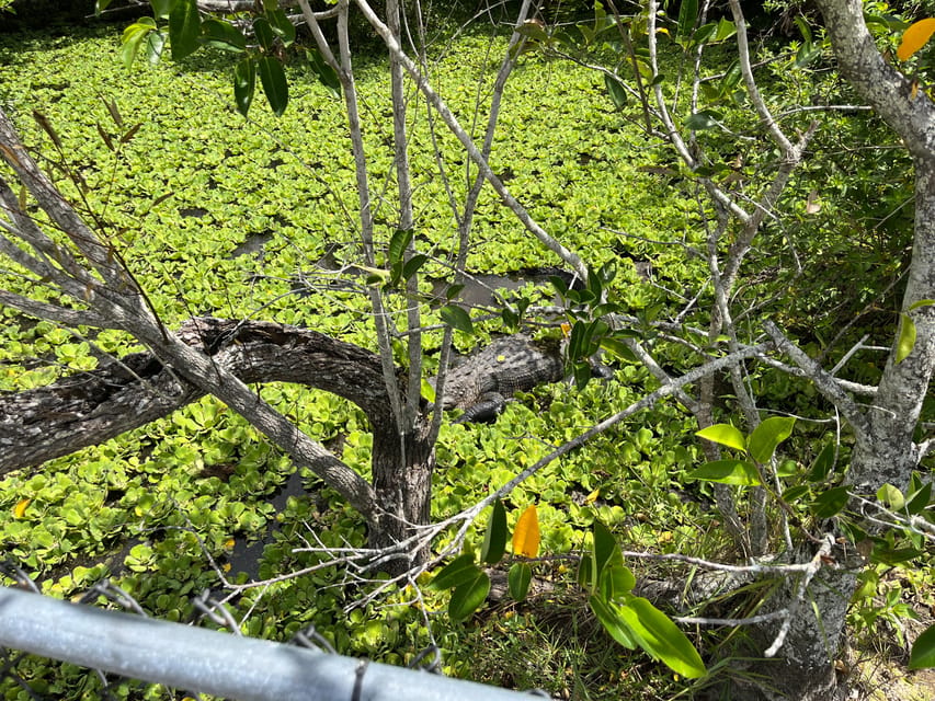 Miami: Private Everglades Tour in French in a Convertible Mustang photo 4