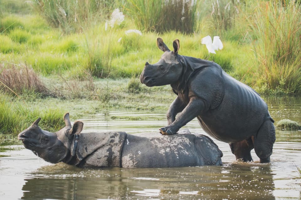 1 Day Chitwan: Jungle Safari, Canoe Ride, Tharu Dance Show photo 4