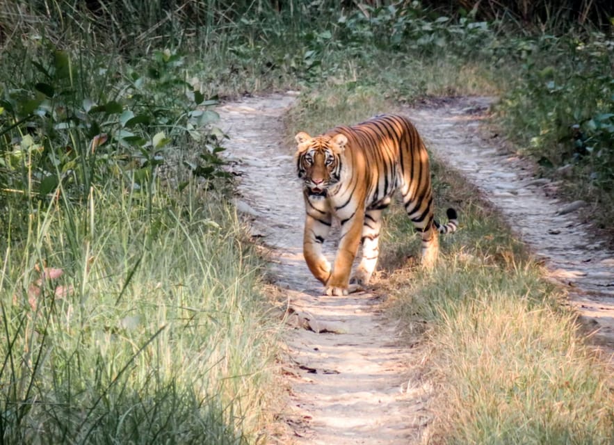 1 Day Chitwan: Jungle Safari, Canoe Ride, Tharu Dance Show photo 5