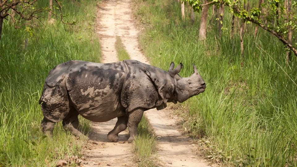 Nepal Tour: Kathmandu, Pokhara & Chitwan Park photo 4
