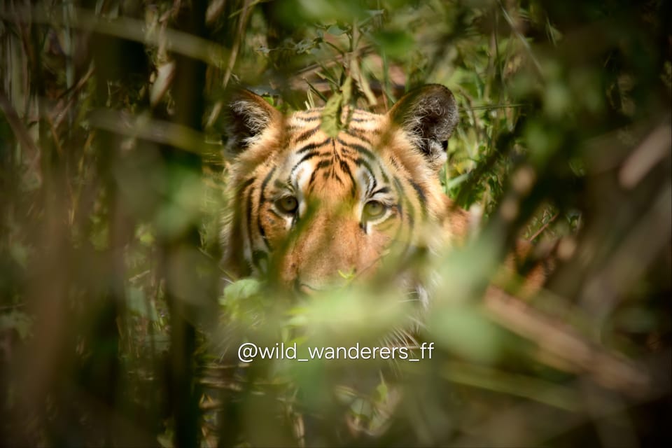 Chitwan: (1 Full Day) Canoeing/Jungle walk/ Night Tower Stay photo 2