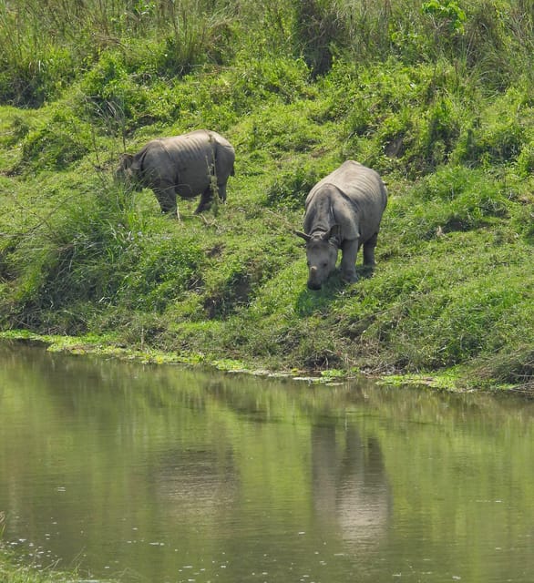 Chitwan: (1 Full Day) Canoeing/Jungle walk/ Night Tower Stay photo 3