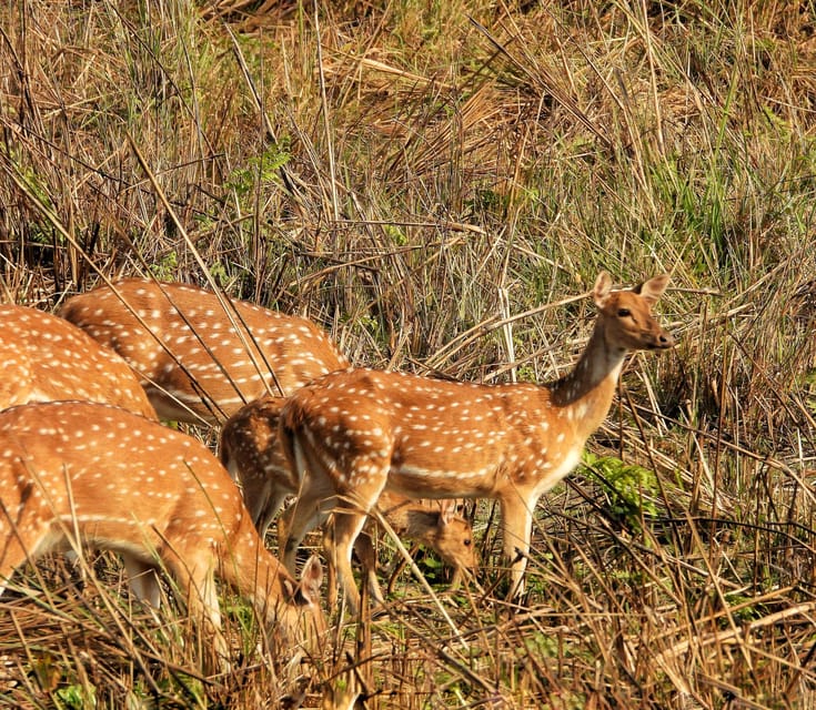 Chitwan: (1 Full Day) Canoeing/Jungle walk/ Night Tower Stay photo 5