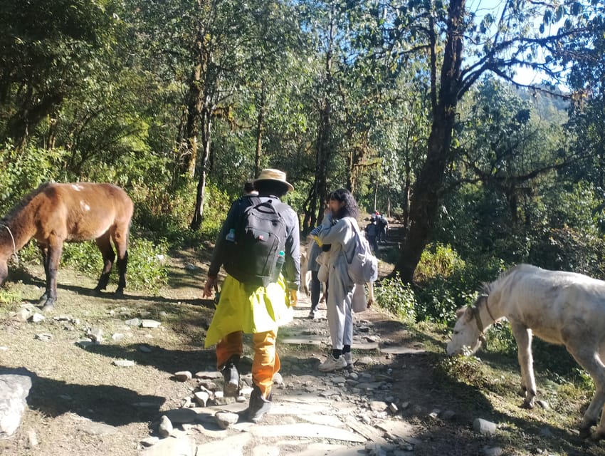 Short Day Trek: Pothana & Australian Camp from Pokhara photo 3