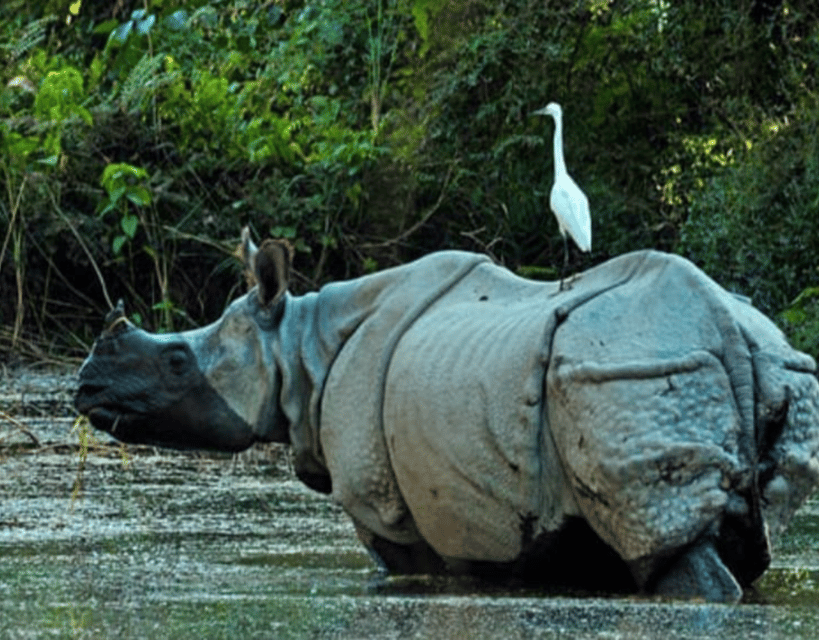 7-Day Royal Bengal Tiger & One-horned Rhino in Bardiya photo 2