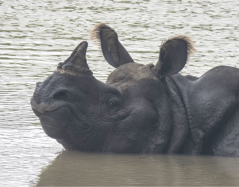 7-Day Royal Bengal Tiger & One-horned Rhino in Bardiya photo 3