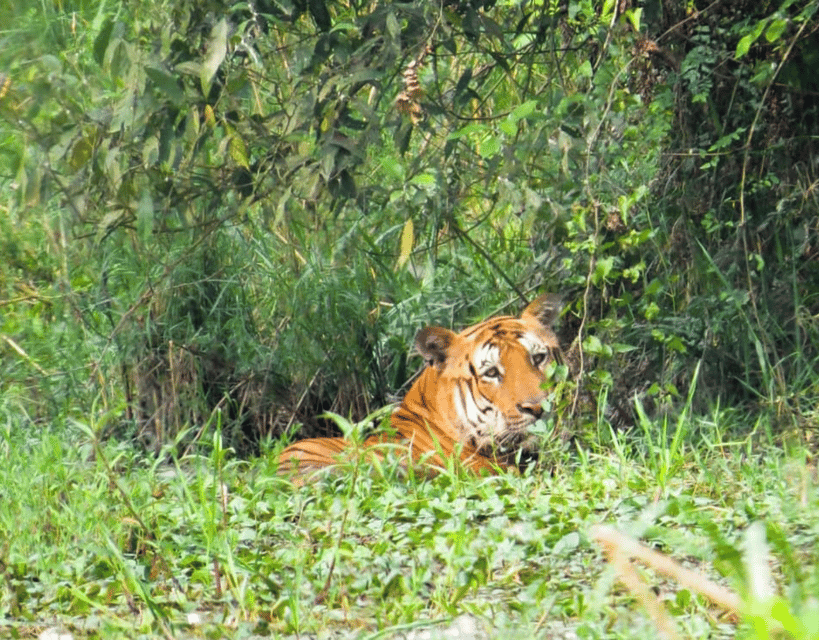 Royal Bengal Tiger & One-horned Rhino Safari in Chitwan photo 4