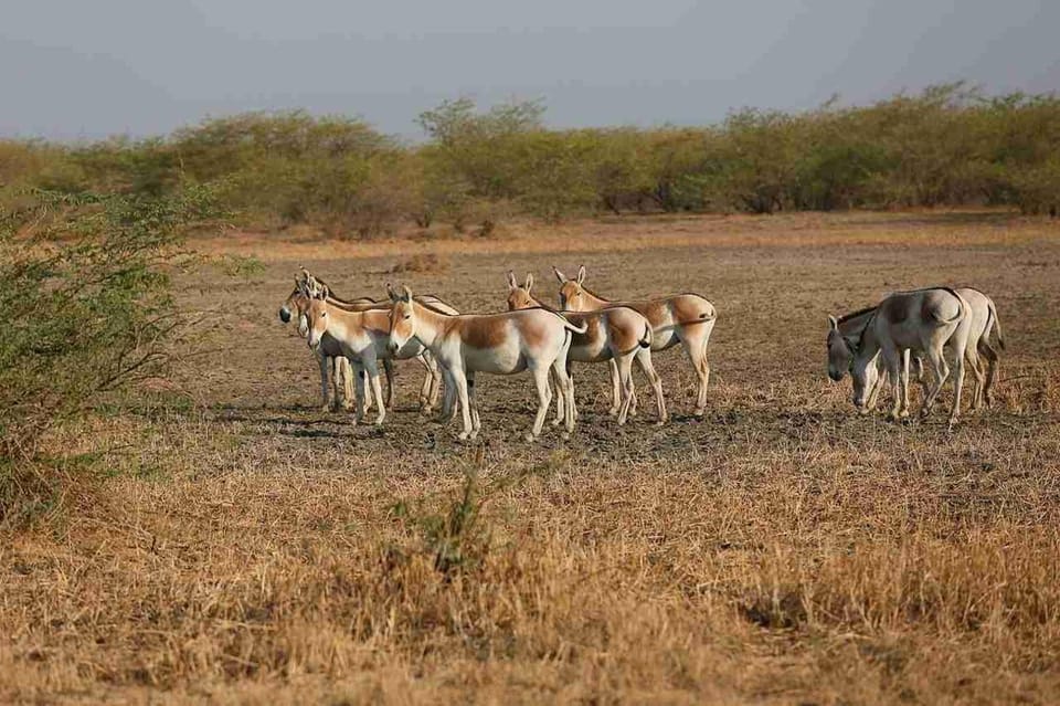 Ahmedabad: Dholavira & White Desert 3-Day Private Tour photo 2