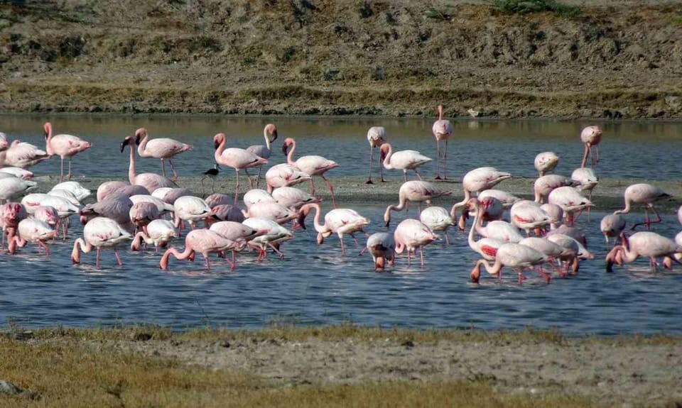 Ahmedabad: Dholavira & White Desert 3-Day Private Tour photo 4