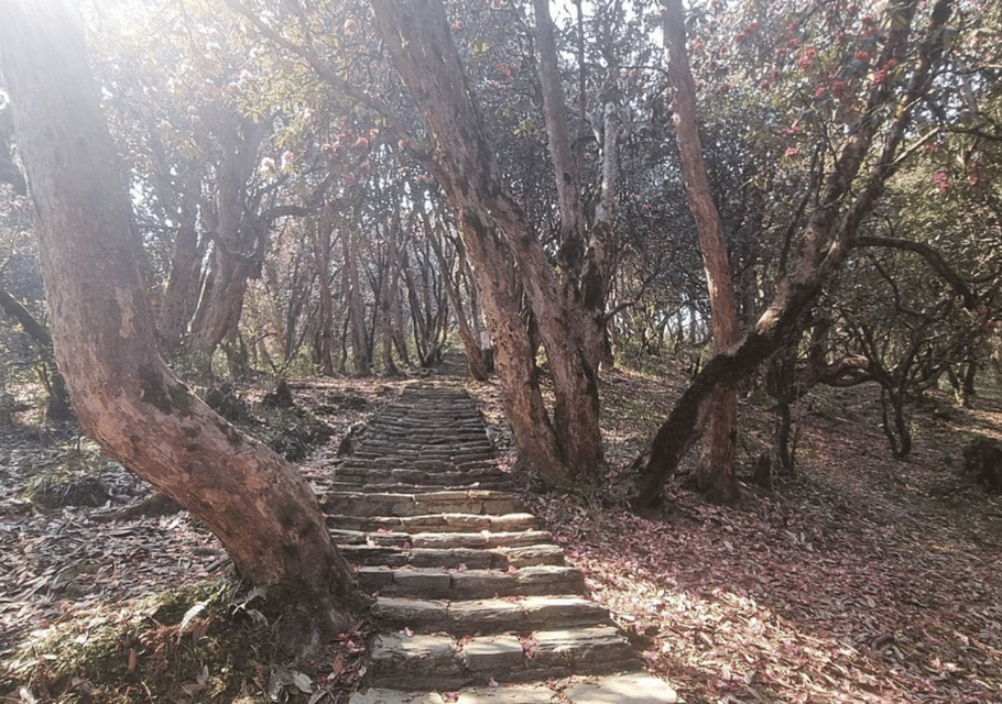 Ghorepani Poon Hill Trek with Guide photo 3