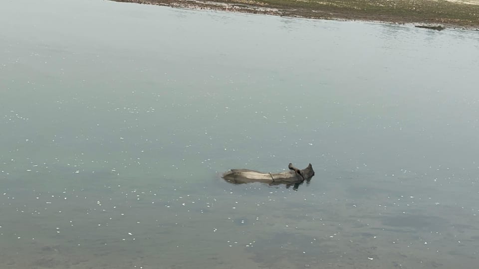 From Pokhara: Chitwan 2N/3D National Park Tour photo 2