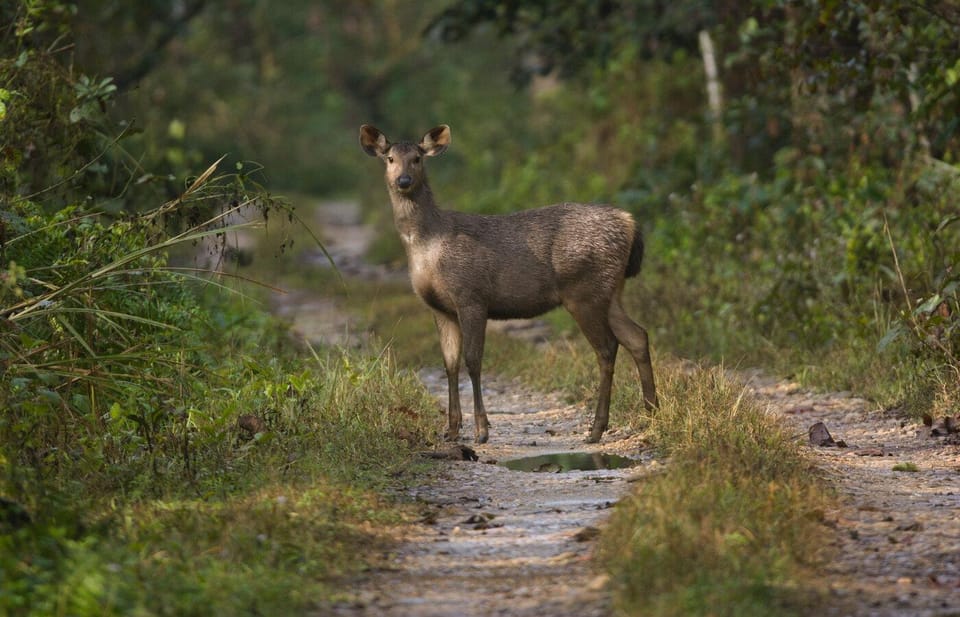 From Pokhara: Chitwan 2N/3D National Park Tour photo 4