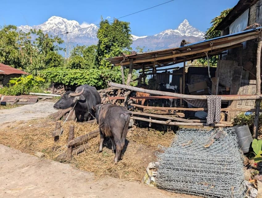Pokhara: Annapurna Foothills Day Hike with Transfers photo 2