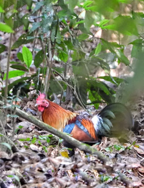 Chitwan: 1.5 Days- Canoeing and Jungle walk and jeep Safari photo 2