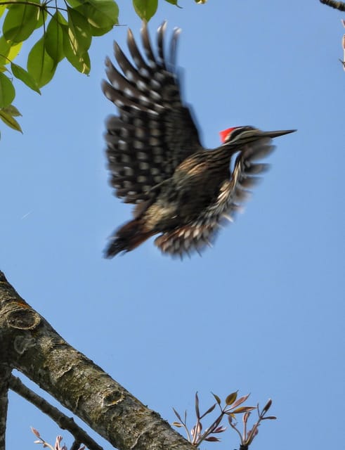 Chitwan: 1.5 Days- Canoeing and Jungle walk and jeep Safari photo 3