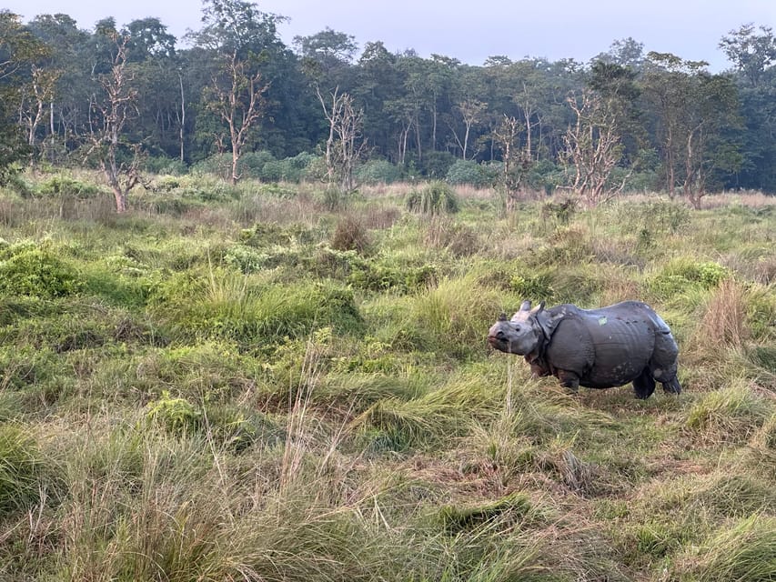 2-Night Treehouse Tower Night Stay in Chitwan National park photo 2