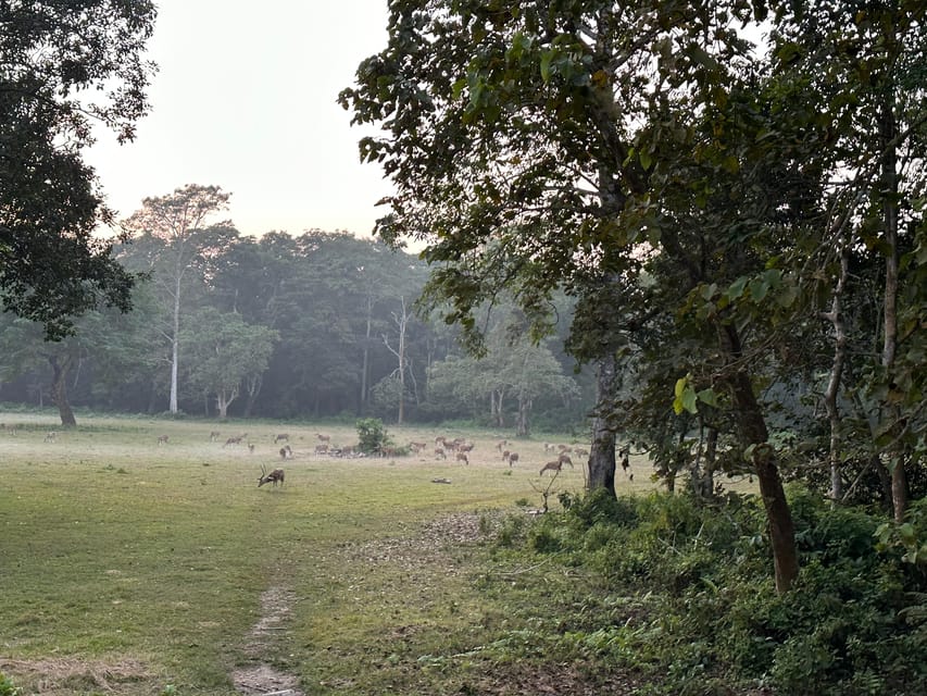 2-Night Treehouse Tower Night Stay in Chitwan National park photo 3