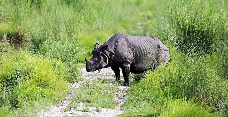 2-Night Treehouse Tower Night Stay in Chitwan National park photo 4