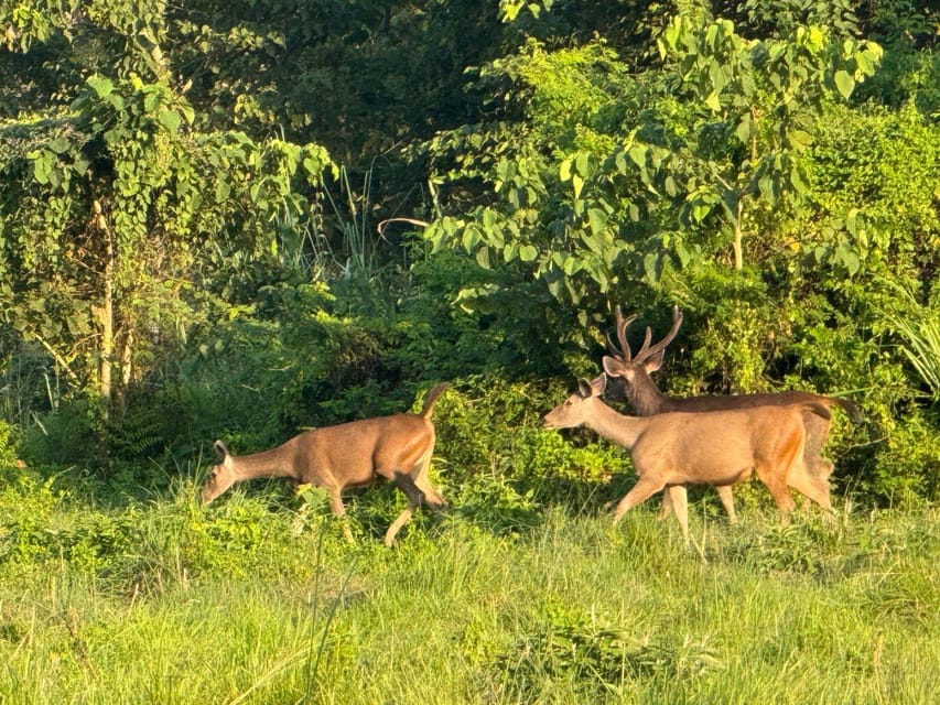 Chitwan National Park-2 night 3 days jungle safari photo 5