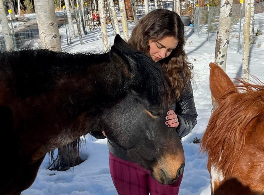 Colorado Springs: Mindfulness with Rescue Mustangs photo 2