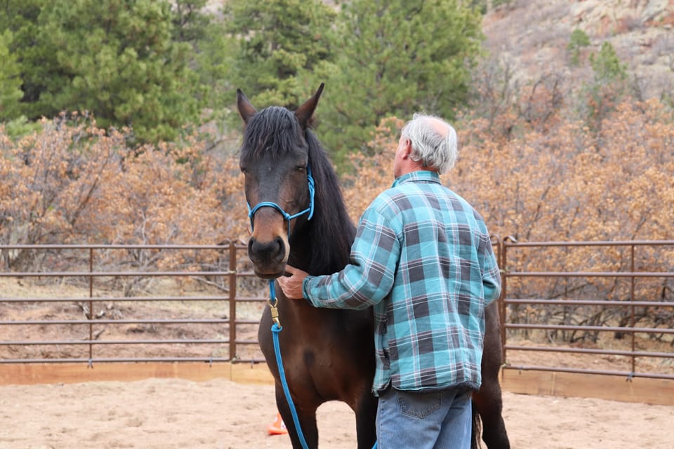 Colorado Springs: Mindfulness with Rescue Mustangs photo 3