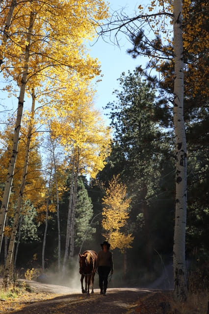 Colorado Springs: Mindfulness with Rescue Mustangs photo 4