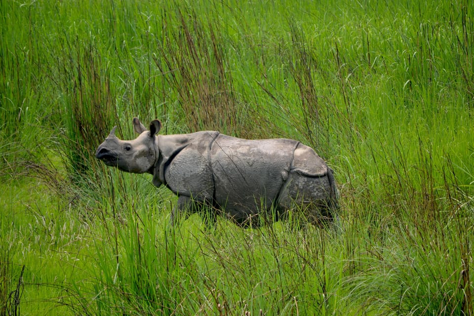 Chitwan: 3 Full Day Jungle walk with Canoeing and Tree house photo 3
