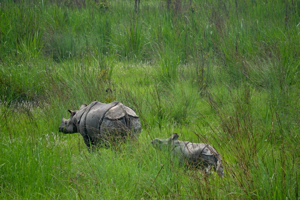 Chitwan: 3 Full Day Jungle walk with Canoeing and Tree house photo 4