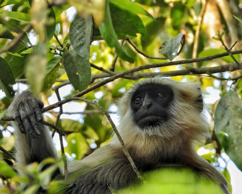 Chitwan: 3-Day Jungle Walk, Canoe Ride, and Jeep Safari back photo 3
