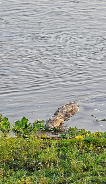 Chitwan: 3-Day Jungle Walk, Canoe Ride, and Jeep Safari back photo 5