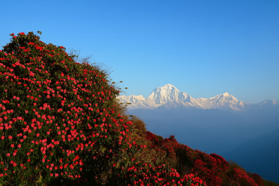 Kathmandu: 5-Day Muldai View Point Trek with Guide photo 4