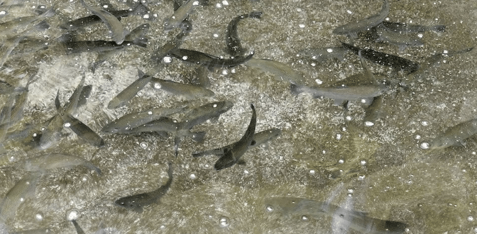 Kathmandu: Himalayan Viewpoint & Trout Fishing Tour photo 2