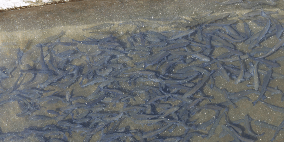 Kathmandu: Himalayan Viewpoint & Trout Fishing Tour photo 3
