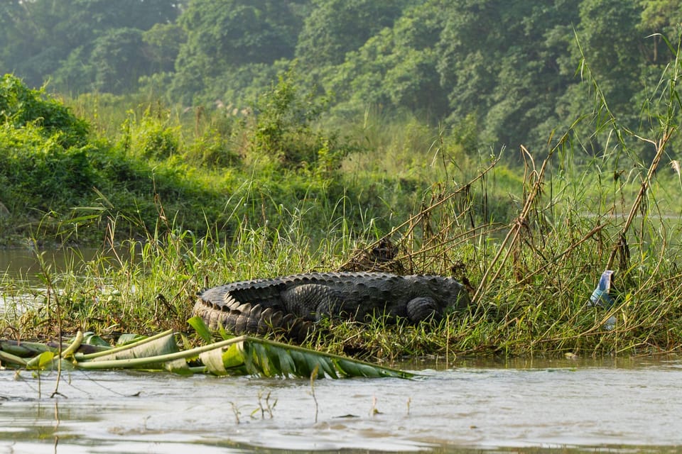 Chitwan: 2 NIGHTS 3 DAYS FULL SAFARI PACKAGE ALL INCLUSIVE photo 2