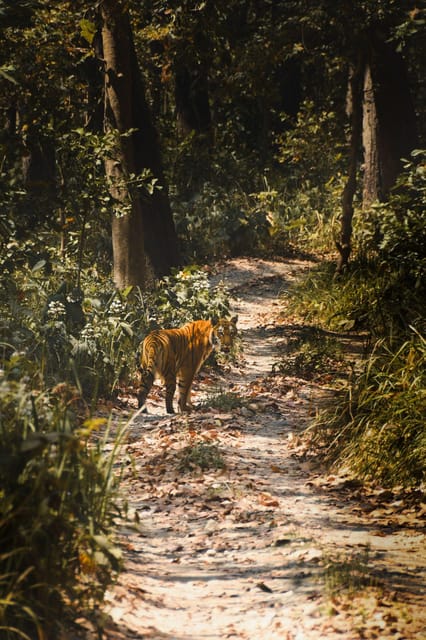 Chitwan: CANOEING & BIRDWATCHING & JEEP SAFARI photo 3