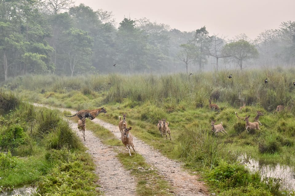 Chitwan: CANOEING & BIRDWATCHING & JEEP SAFARI photo 4