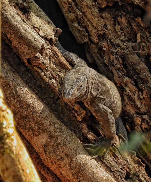 Chitwan: CANOEING & BIRDWATCHING & JEEP SAFARI photo 5