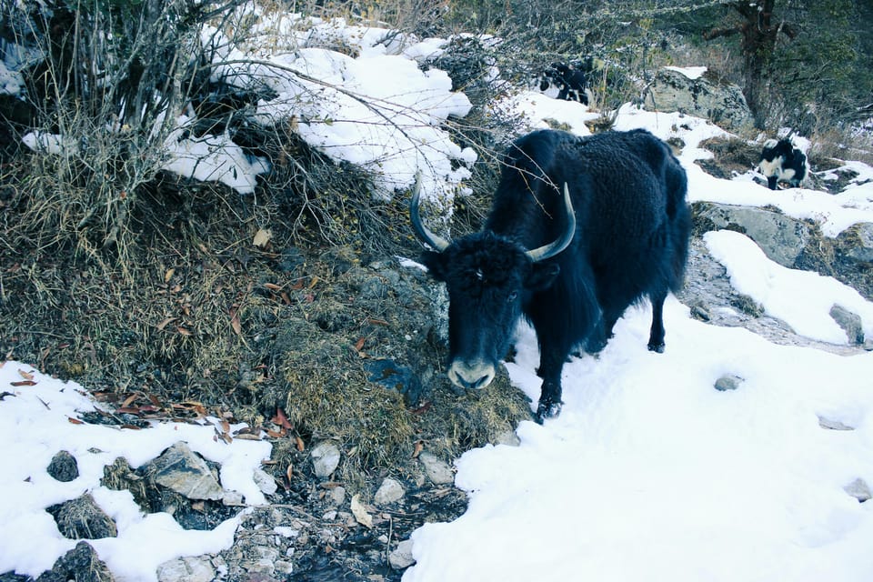 Kathmandu: Langtang Valley 7-Day Trek with Private Transfers photo 4