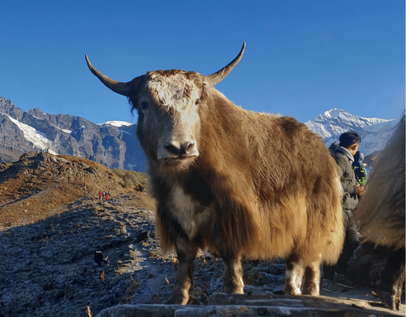 Ghorepani Poon Hill & Mardi Himal Trek photo 4