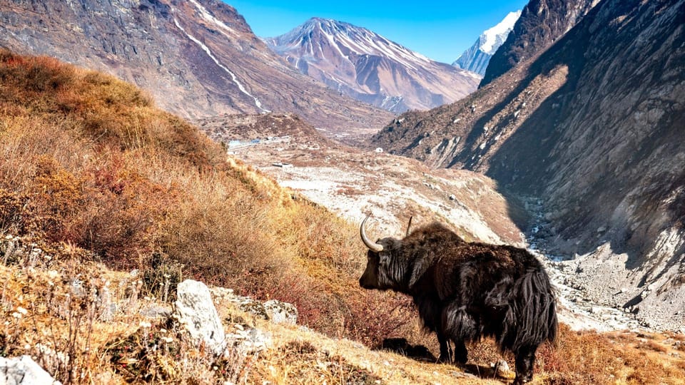 Langtang Highlands Trek via Tserko Ri & Sherpagaon photo 4