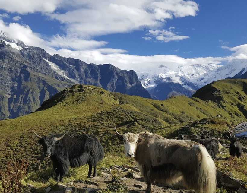Kathmandu: 5-Day Mardi Himal Trek with Guide and Flights photo 3