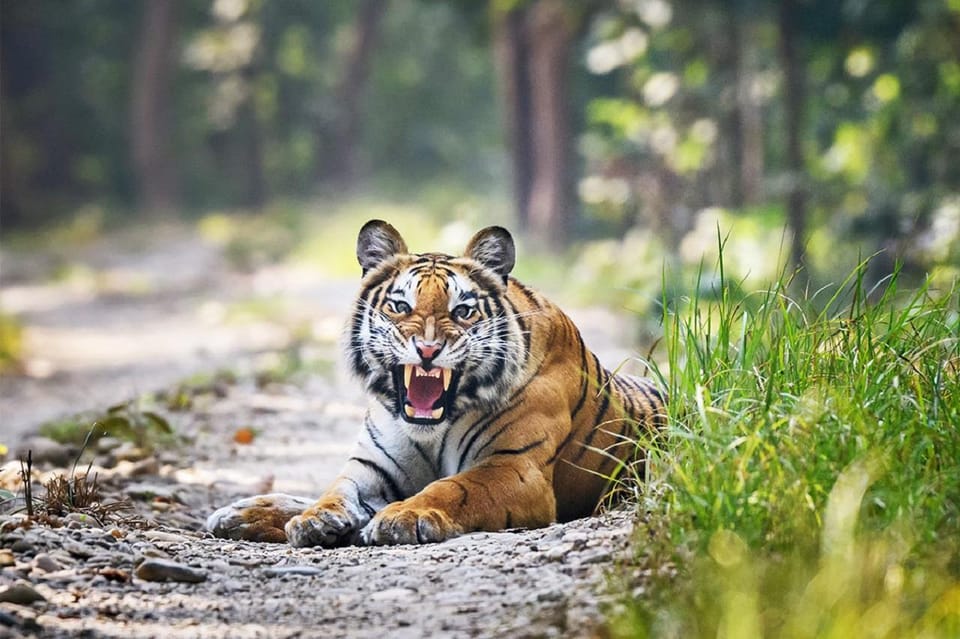 Kathmandu: Rara Lake, Jumla & Bardia 7-Day Overland Tour photo 2