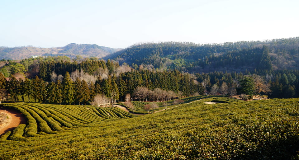 Kathmandu: Ilam Tea Garden & Sunrise 3-Day Tour photo 3