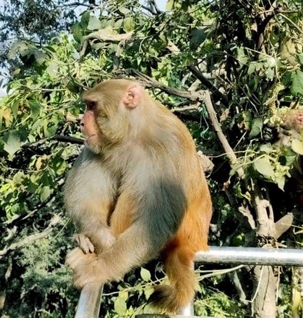 Kathmandu: A Day Tour of Kathmandu's Landmarks photo 5