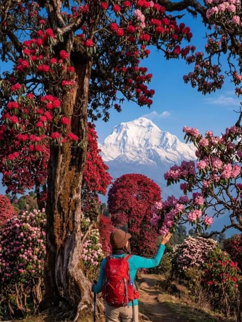 Pokhara: 3-Day Poon Hill Sunrise Trek with Lady Guide photo 4