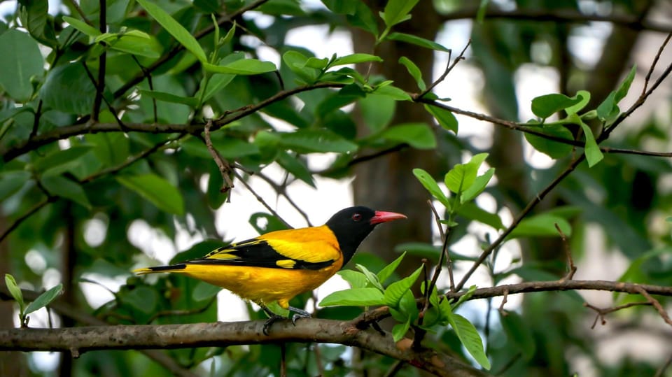 Kathmandu: Phulchowki Birdwatching Tour with Expert Guide photo 2
