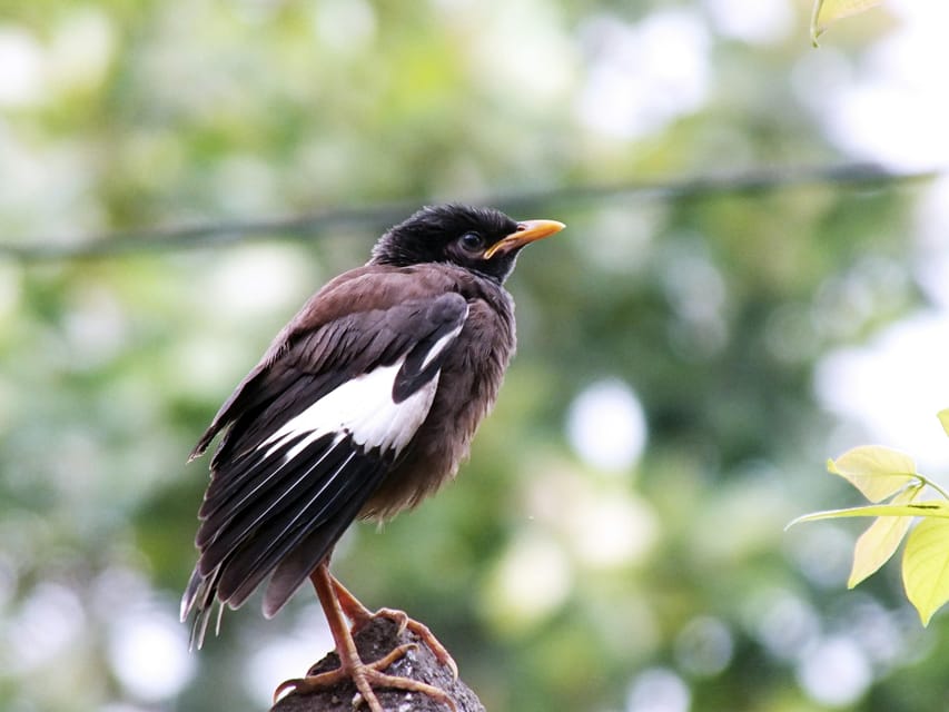 Kathmandu: Phulchowki Birdwatching Tour with Expert Guide photo 3