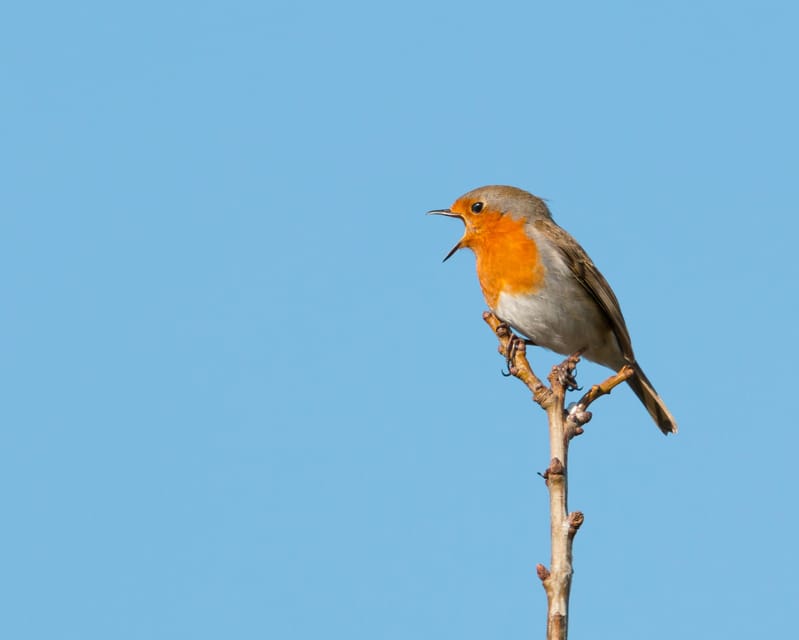 Kathmandu: Phulchowki Birdwatching Tour with Expert Guide photo 4