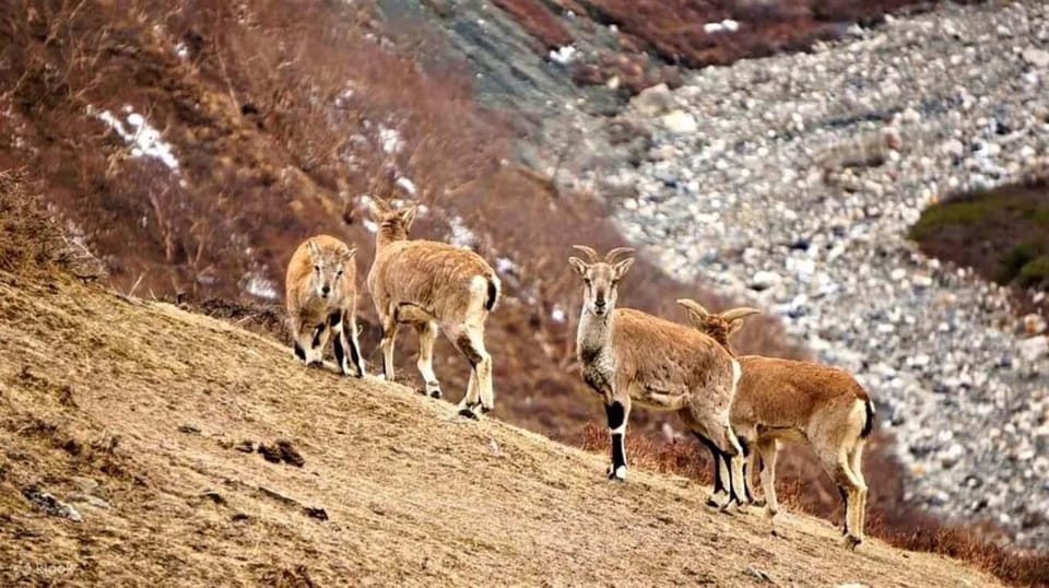 Pokhara: Dhorpatan 2-Day Jeep Tour with Guide photo 2