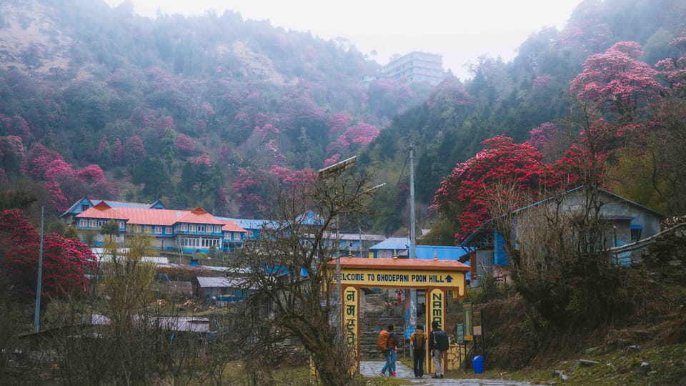 Kathmandu: Poon Hill Sunrise and Gurung Culture trek photo 4